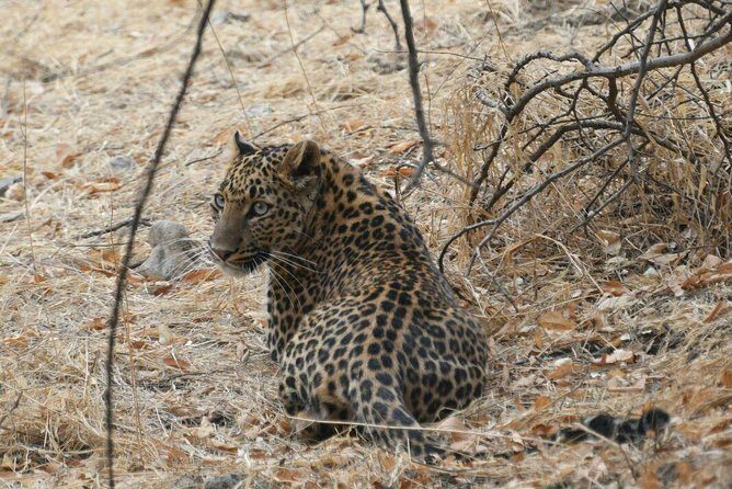 1 Day: Jhalana Leopard Safari+Abhaneri Step Well Tour From Jaipur - The Authentic Experience