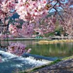 1 Day Kyoto UNESCO World Heritage Sites Bus Tour - The Sum Up