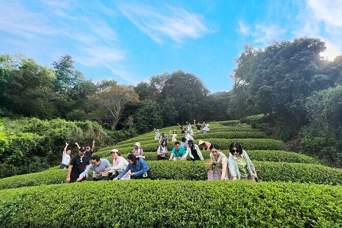 1 Day Matcha Farm Tour with Lunch and Bicycle Rental in Kyoto - Potential Drawbacks or Considerations