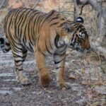 1 Night 2 Days Ranthambhore WildLife Tour From Jaipur - A Detailed Look at the Experience