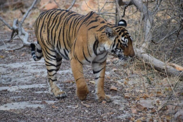 1 Night 2 Days Ranthambhore WildLife Tour From Jaipur - A Detailed Look at the Experience