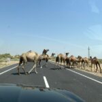 1 night 2 days Thar Desert Experience Jaisalmer - Sleeping Under the Stars