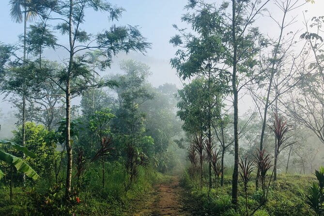 12 Hours Private Munnar Tour from Kochi - Practical Considerations: Transportation & Pricing