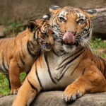 2-Day Jungle Safari with Sunrise view of Taj Mahal - Practical Details and What They Mean for You