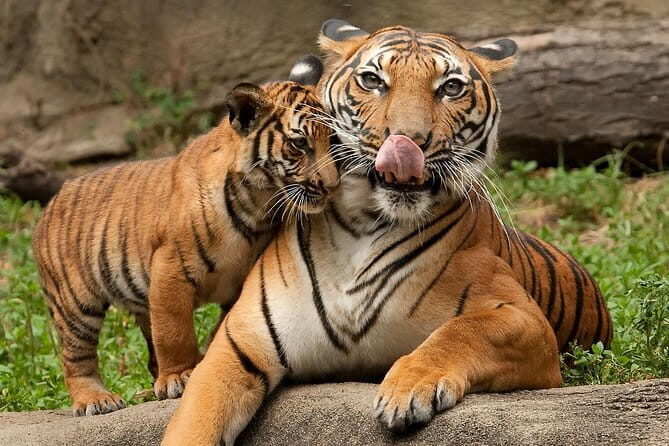 2-Day Jungle Safari with Sunrise view of Taj Mahal - Practical Details and What They Mean for You