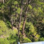 2 Day Tour Busselton Jetty, Ngilgi Cave to Valley of the Giants - What’s Included and What to Consider