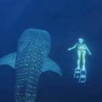 2-Day Whale Shark & Kenawa Island Adventure from Lombok - Practical Details and Tips