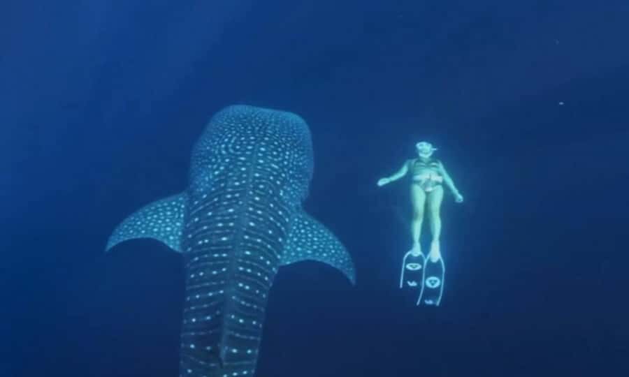 2-Day Whale Shark & Kenawa Island Adventure from Lombok - Practical Details and Tips  