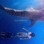 2 Days 1 Night Whale Shark Sharing - In-Depth Review of the Tour Experience