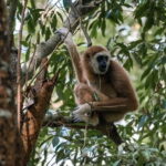 2 Days Ethical Jungle Trek in Sumatra - Final Thoughts: Is It Worth It?