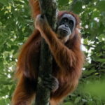 2 Days Ethical Jungle Trek in Sumatra - In-Depth Itinerary Breakdown