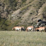 2 Days Hustai National Park and Nomadic homestay tour - What the Tour Offers: A Thorough Look at the Itinerary