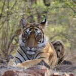 2 Days Ranthambore Wildlife Private Tour from Jaipur - Day 1: First Safari & Heritage Introduction