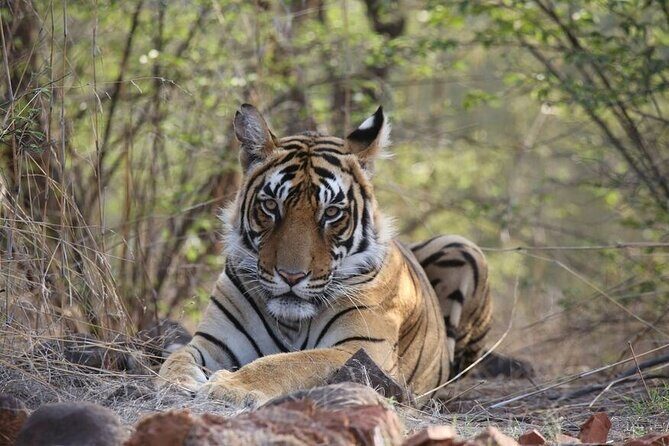 2 Days Ranthambore Wildlife Private Tour from Jaipur - Day 1: First Safari & Heritage Introduction