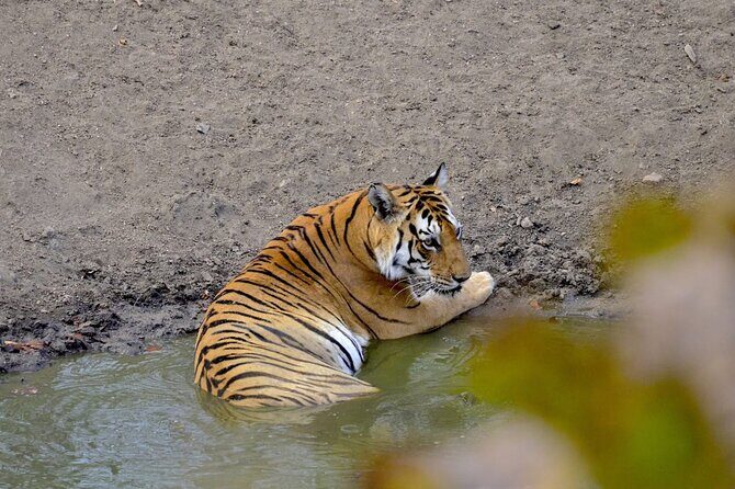 2-Days Wilderness Escape to Pench National Park from Nagpur - Authentic Experiences and Unseen Details
