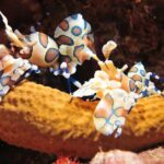 2 dives at coral reefs, Half day for certified divers - The Itinerary Breakdown: What to Expect?