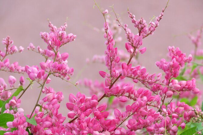 2 Hour Private Guided North Island Tour for singles or doubles - Practical Aspects of the Tour