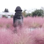 2025 Jeju Autumn Tour with Pink Muhly Festival Hotel pickup - The Value of This Tour