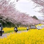 2026 Cherry Blossom East Day Tour in Jeju with UNESCO - Authentic Insights from Reviewers