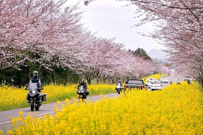 2026 Cherry Blossom East Day Tour in Jeju with UNESCO - Authentic Insights from Reviewers