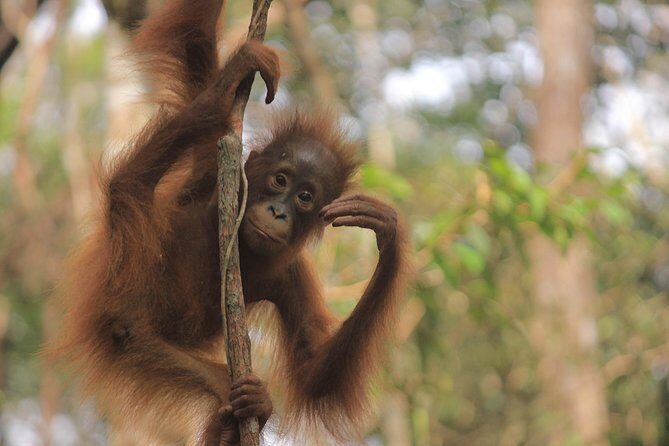 2Ns Orangutan Kelotok Tour in Tanjung Puting Kalimantan - Borneo - Why This Tour Is Great Value