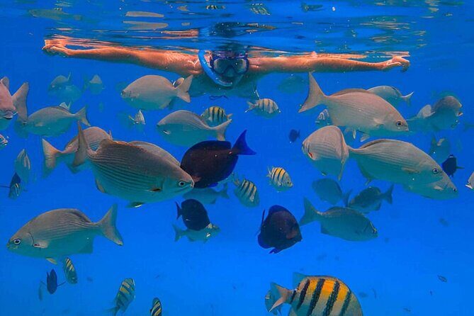 2X1: Snorkeling Tour tour plus MonkeyLand Puerto Plata - Deep Dive into the Itinerary