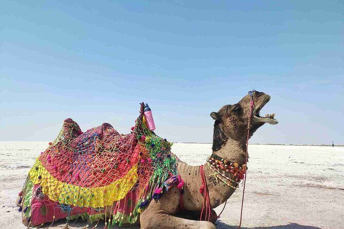 3 day private tour of Rann of Kutch from Ahmedabad - Who Is This Tour Best For?