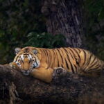 3 Day Taj Mahal and Jim Corbett National Park Safari Tour - What’s Included and What You Should Know