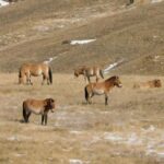 3-Day Terelj, Chinggis Khaan Statue and Hustai National Park - Exploring the 3-Day Itinerary