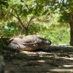 3 Days Deluxe Boat Private Cabin Sailing Trip in Komodo Island - The Real Deal: Authenticity, Comfort, and Value