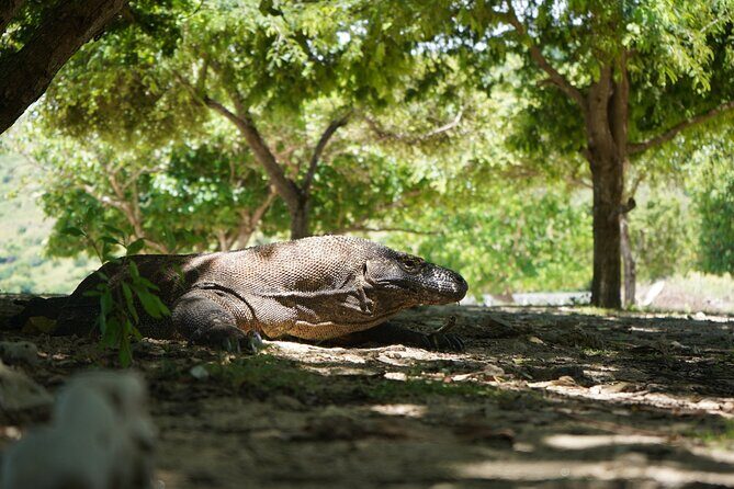3 Days Deluxe Boat Private Cabin Sailing Trip in Komodo Island - The Real Deal: Authenticity, Comfort, and Value