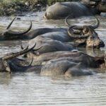 3 Days Kaziranga National Park Wildlife Adventure with Safaris - Practical Details and What You’ll Value