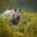 3 Days Kaziranga National Park Wildlife Adventure with Safaris - Comfort and Convenience: What’s Included and Not