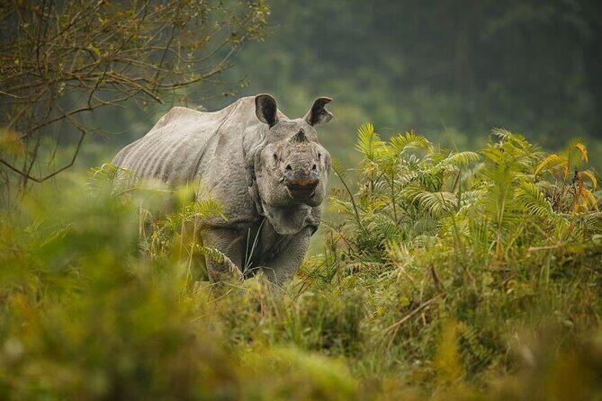3 Days Kaziranga National Park Wildlife Adventure with Safaris - Comfort and Convenience: What’s Included and Not