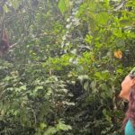 3 Days Orangutan Sumatra Jungle Trekking with Rafting - Why You’ll Love This Tour
