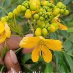 3 to 5 Hour Private Herbal Tour Shopping and Dinner at Ricks Cafe - In-Depth Analysis of the Experience