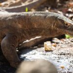 3D2N Komodo Kayak Tour - Practical Details: What You Need to Know