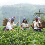 4-Day Adam's Peak climb & explore tea plantation with Hotels - FAQs