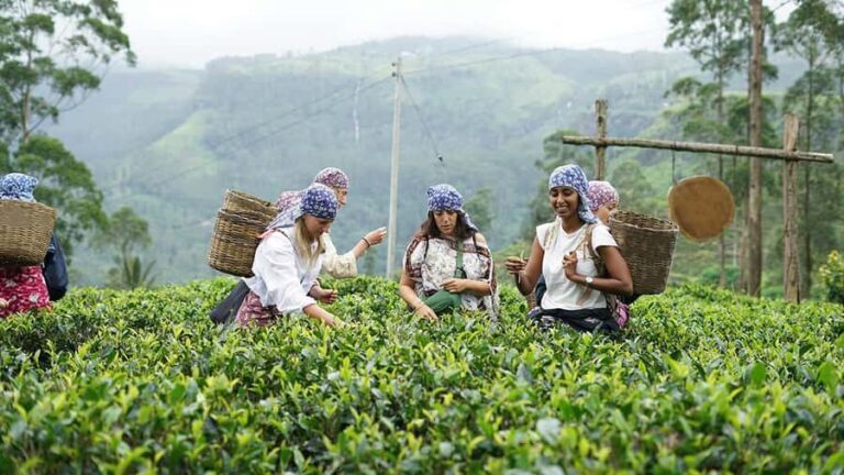 4-Day Adam's Peak climb & explore tea plantation with Hotels - FAQs  