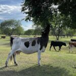 4 Day Nomadic Life Experience In Northern Mongolian - Who Should Consider This Tour?