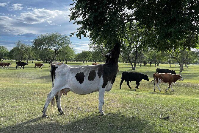 4 Day Nomadic Life Experience In Northern Mongolian - Who Should Consider This Tour?