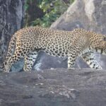 4 Hours Private Yala Safari Day Tour - Who Will Love This Tour?