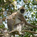 4 Hours Private Yala Safari Day Tour - What Travelers Say About This Tour