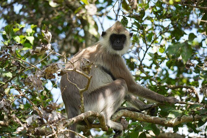 4 Hours Private Yala Safari Day Tour - What Travelers Say About This Tour