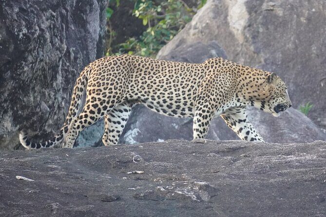 4 Hours Private Yala Safari Day Tour - Who Will Love This Tour?