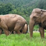 4 in 1 Elephants Long Neck Rafting and Sticky Waterfall Tour - What Makes This Tour Stand Out?