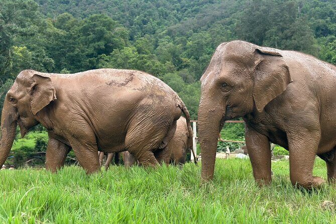 4 in 1 Elephants Long Neck Rafting and Sticky Waterfall Tour - What Makes This Tour Stand Out?