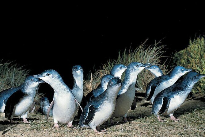 5 Days 4 Nights Melbourne Victoria Scenic Tour - Who Would Love This Tour?