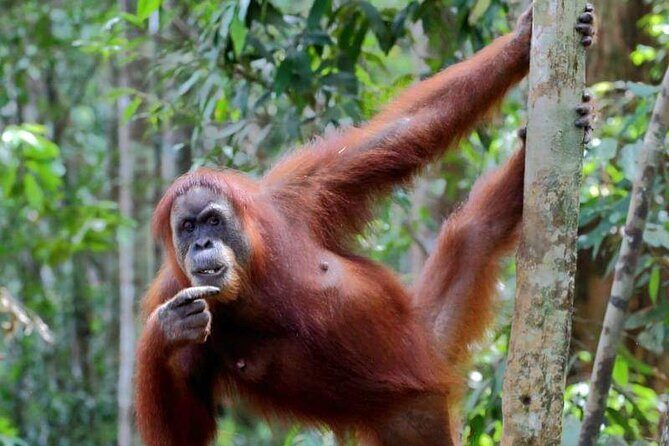 5 Days North Sumatera Adventure : Bukit Lawang & Mount Sibayak - What Makes This Tour Stand Out?