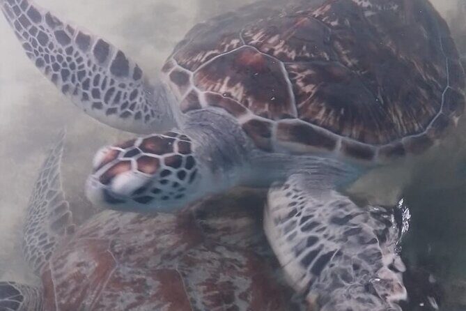 5 Days Tour in Sri Lanka with Transfer and Accommodation - Who Would Love This Tour?